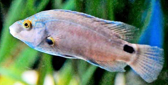 Symphodus mediterraneus_00009